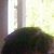 Ir a su p�gina Dorbit